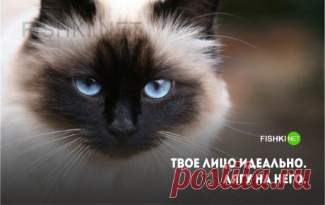 20 открыток с истинными мыслями замурчательных котов