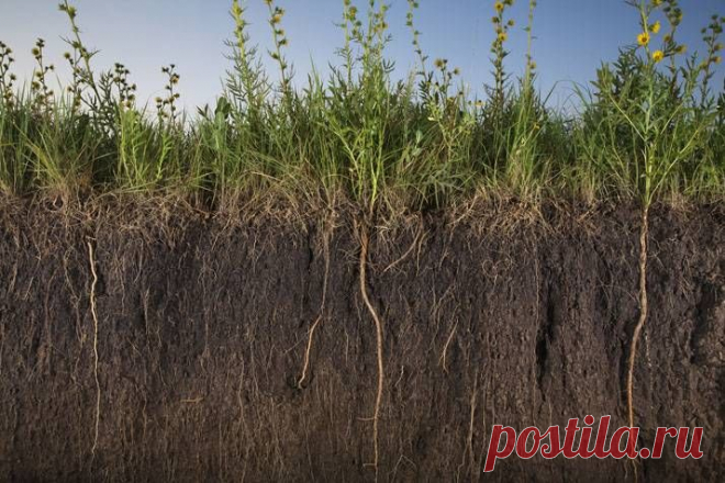 Как повысить плодородие почвы в огороде