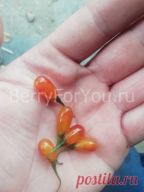 Годжи сорт "Янтарный сладкий" (Amber Sweet Goji) Сенсационный новый китайский сорт, с удивительными плодами янтарно-жёлтого окраса, очень крупными и самыми сладкими ягодами среди этого вида.