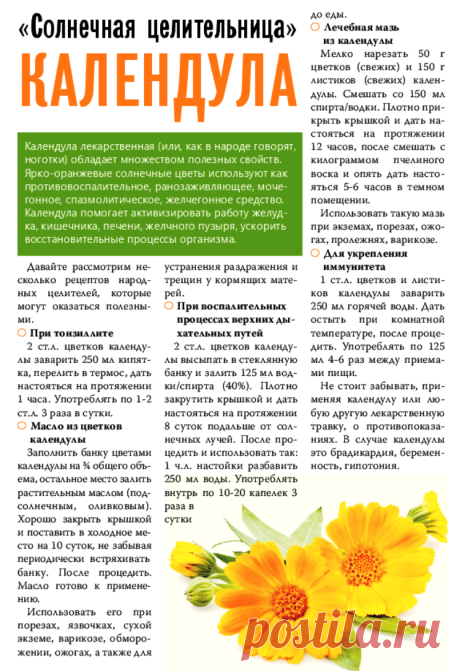 Солнечная целительница календула