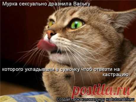 Немного странностей (котоматрица)