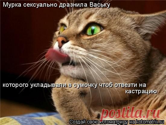 Немного странностей (котоматрица)