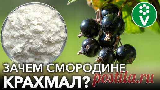 Подкормка смородины крахмалом будет работать только, если сделать так! | Procvetok | Дзен