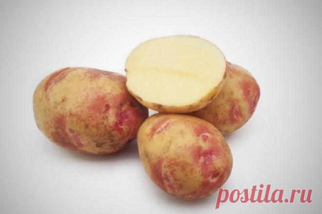 5 лучших сортов картофеля для посадки | Блог Палыча | Яндекс Дзен