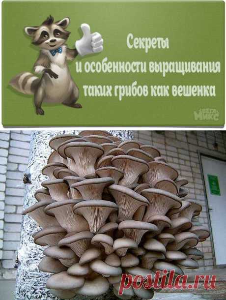 Без заголовка