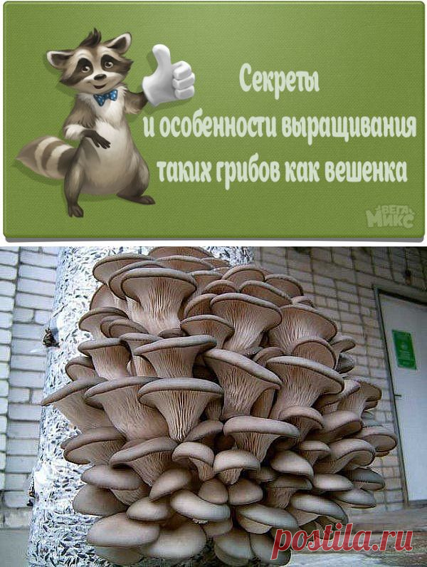 Без заголовка