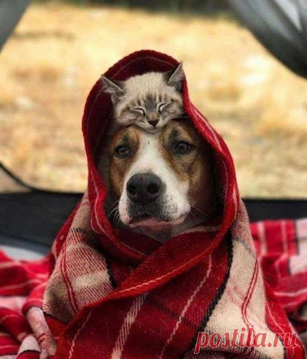 Неразлучные друзья