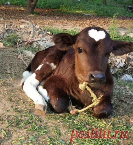 Животные, раскрашивая которых природа была в ударе
