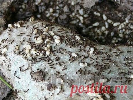 (11) Одноклассники