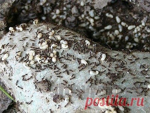 (11) Одноклассники