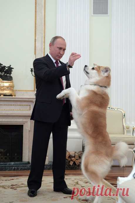 Царь зверей