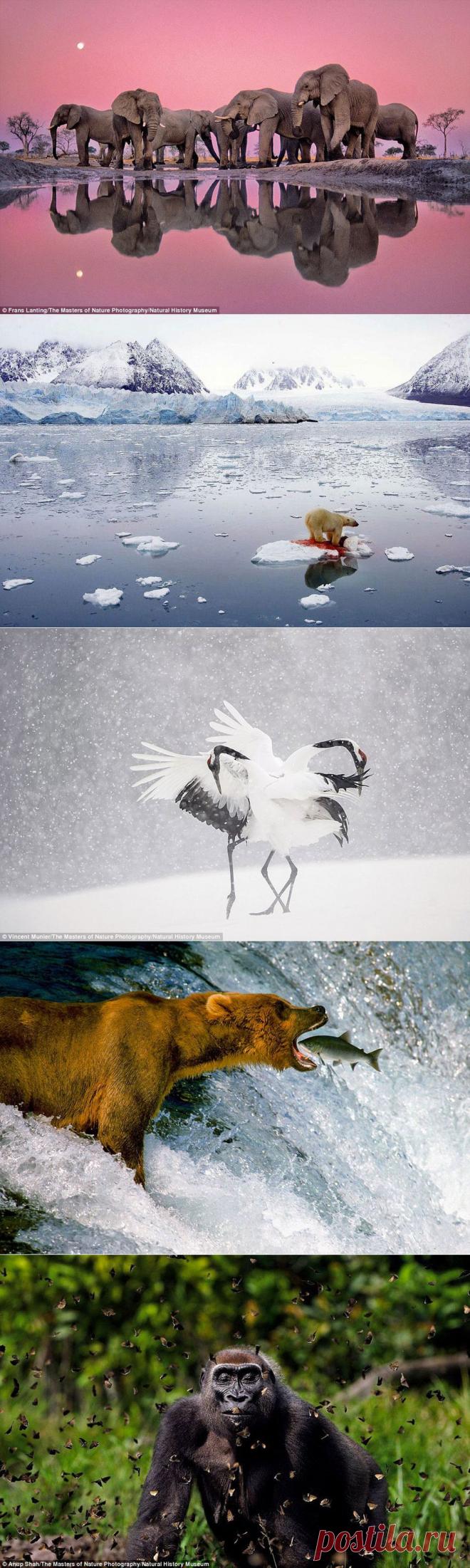 Снимки величайших фотографов дикой природы