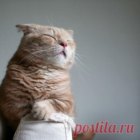 We Love Cats!: