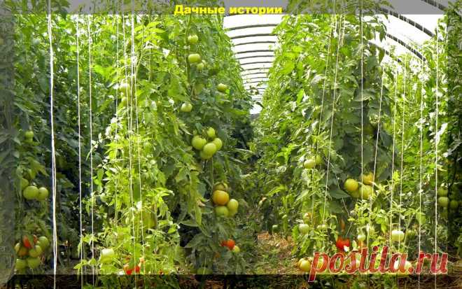 Томатные заботы в июле: что нужно не забыть сделать с томатами в июле | Дачные истории | Яндекс Дзен