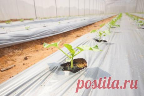 Как вырастить арбузы и дыни в теплице – все работы от посева до сбора урожая | Другие растения (Огород.ru)