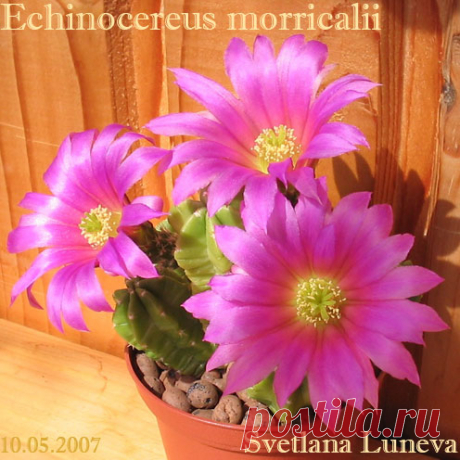 Echinocereus morricalii » &quot;Колючие дети пустыни&quot; - о кактусах в культуре