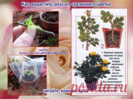 ЧЕРЕНКОВАНИЕ , РАЗМНОЖЕНИЕ , формирование и ХРАНЕНИЕ растений