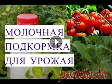 Подкормка Молоком для Отличного Урожая. Подкормка. Подкормка помидор, точнее томатов, подкормка огурцов, подкормка клубники, чем подкормить рассаду - это одна из набирающих сейчас популярнос...
