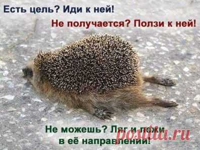 Ёжик / Вышивка / Схемы вышивки крестом