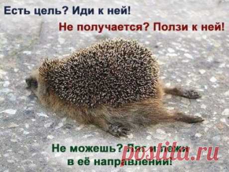 Ёжик / Вышивка / Схемы вышивки крестом