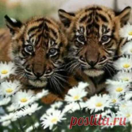 Мой Мир@Mail.Ru