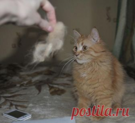 Я собрал шерсть своей кошки и создал ее меньшую версию Интересная идея для владельцев кошек. От автора:
Это был мой первый опыт валяния шерсти.
Позже я понял, что кошачья шерсть для валяния намного удобнее для работы, и это был отличный опыт. 
Вот и получ...