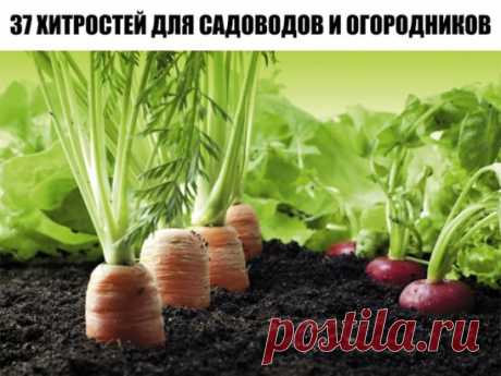 37 хитростей для садоводов и огородников
1. Свекла любит полив методом дождевания и частые, но осторожные рыхления. 
2. После второго прореживания свеклу подкармливают минеральными удобрениями. 
3. Лучше всего свекла растет на нешироких грядках, шириной в 3 ряда максимум с расстояниями между растений от 15-17 см. 
4. Пока у моркови не появились всходы, ее поливают регулярно. Когда появятся всходы, их 12-15 дней лучше не поливать, за исключением засушливых дней. Это дает возможность корням уй