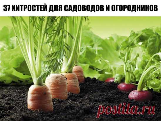 37 хитростей для садоводов и огородников
1. Свекла любит полив методом дождевания и частые, но осторожные рыхления. 
2. После второго прореживания свеклу подкармливают минеральными удобрениями. 
3. Лучше всего свекла растет на нешироких грядках, шириной в 3 ряда максимум с расстояниями между растений от 15-17 см. 
4. Пока у моркови не появились всходы, ее поливают регулярно. Когда появятся всходы, их 12-15 дней лучше не поливать, за исключением засушливых дней. Это дает возможность корням уй