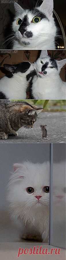 или Я - или кто-то уйдет!!!! и другие материалы. Новое в Вашей подборке на Постила.ru - klievtsova@inbox.ru - Почта Mail.Ru