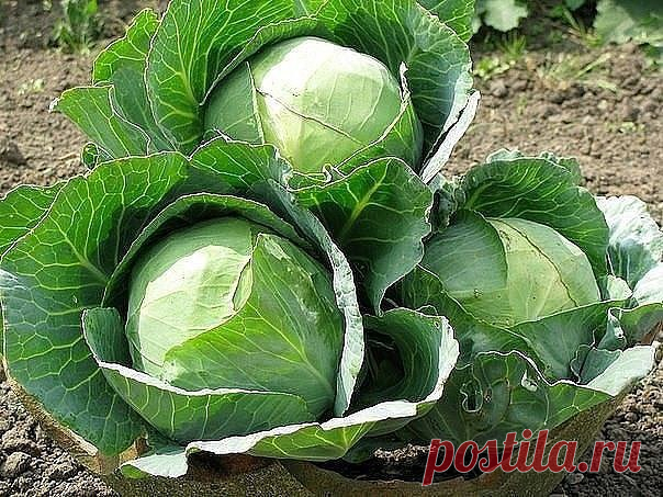 ЧТОБЫ КАПУСТА РОСЛА КРЕПКОЙ И ЗДОРОВОЙ