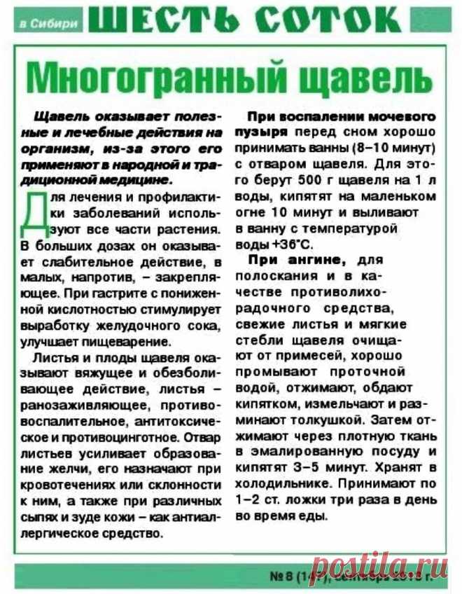Щавель - лечебные свойства