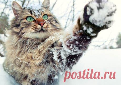 Белые и пушистые / Путешествия / Моя Планета