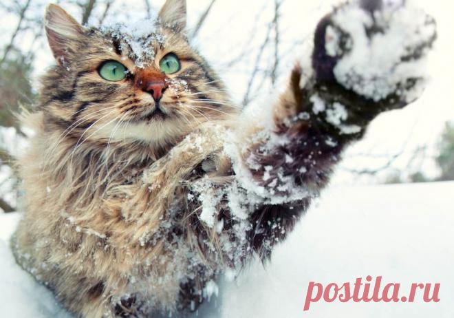 Белые и пушистые / Путешествия / Моя Планета