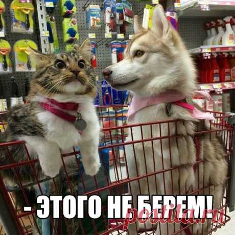 Наши парадоксы) Улвыбнемся?)

Веселые картинки с надписями со смыслом преобразят ваше настроение и изменят на позитивное










               
