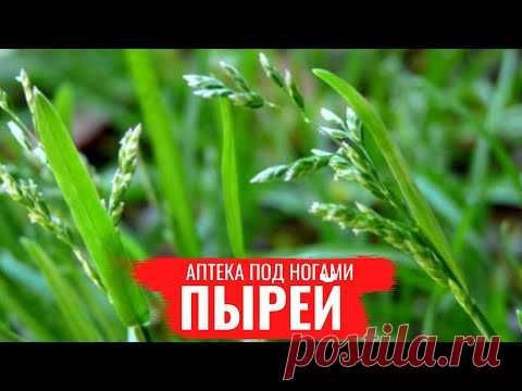 Аптека под ногами. Пырей