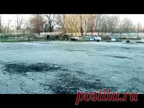 Опыт охранной собаки приобретается в работе! ( 2 часть ) - YouTube