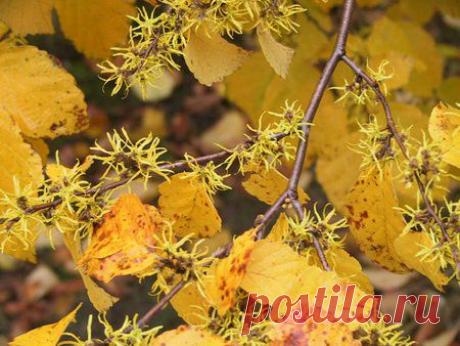 Гамамелис - лечебные свойства и применение в медицине.