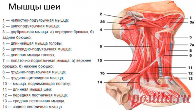 Упражнение от второго подбородка (подбородок и шея)