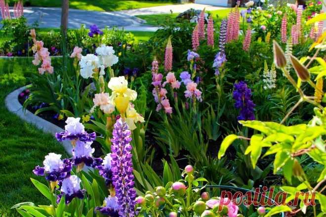 Красивые клумбы для дачи: дизайн, оформление, советы и лайфхаки Красивые комбинации цветочных клумб, со сьедобной зеленью. Оформление клумб непрерыного цветения и сочетания между собой растений.