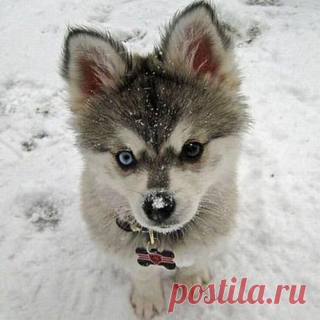 10 малышей из мира животных, очарование которых просто зашкаливает