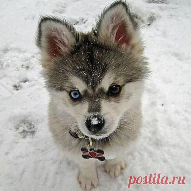 10 малышей из мира животных, очарование которых просто зашкаливает