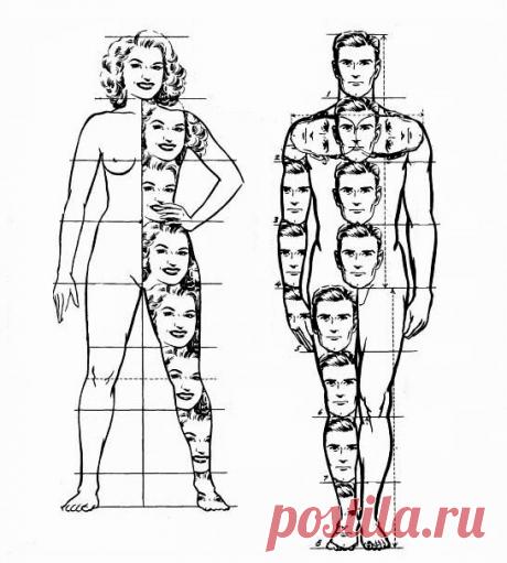 минимум о пропорциях лица и фигуры - запись пользователя Лиза (id1607627) в сообществе Кондитерская в категории Мастер-классы по мастике и не только - Babyblog.ru