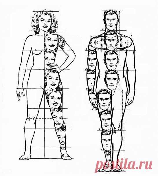 минимум о пропорциях лица и фигуры - запись пользователя Лиза (id1607627) в сообществе Кондитерская в категории Мастер-классы по мастике и не только - Babyblog.ru