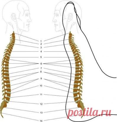 Массаж стопы снимает боли в спине!
Вы можете найти свой позвоночник... на ребре стопы. Туда проецируются все проблемы в спине. Они обнаруживаются в виде болезненных точек.
Методика массажа.
Найдите на стопе «позвоночник». Сядьте на пол со скрещенными ногами. Возьмите в руки любую стопу. Линия между пяткой и большим пальцем на внутреннем 