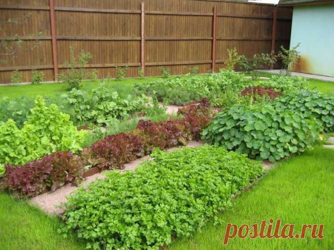 Грядки: от задуманного до воплощения — Болтай