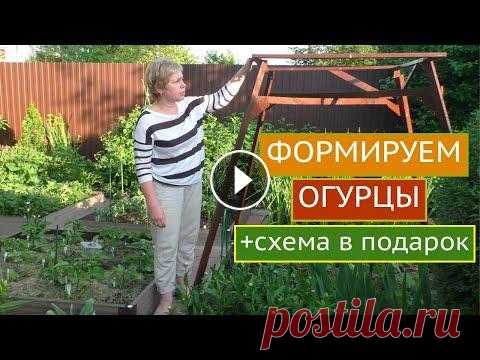 А ВЫ ПРАВИЛЬНО ФОРМИРУЕТЕ СВОИ ОГУРЦЫ?СПОСОБЫ ФОРМИРОВКИ ДЛЯ КАЖДОГО ТИПА ПЛОДОНОШЕНИЯ! Лариса, расскажите как правильно формировать огурцы? Какие нужно формировать, а какие нет? Все рассказываю и показываю в этом ролике, друзья мои. Боле...