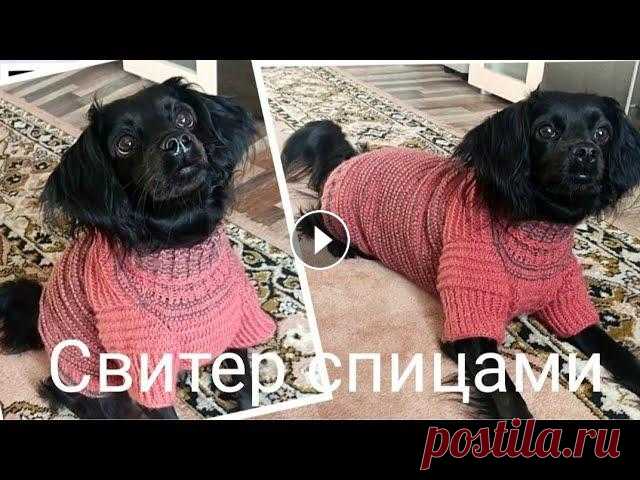 Как легко рассчитать и связать свитер для собаки спицами Как рассчитать петли и связать для своей собаки, любого размера свитер. #свитердлясобаки#вязание#мастеркласс...