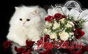 Цветы обои на рабочий стол - страница 13