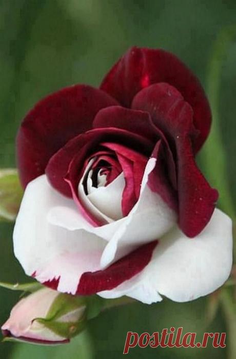 Red and white rose