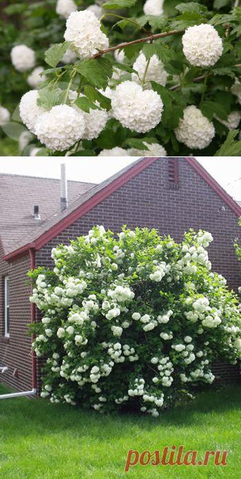 Калина Бульденеж - игра в снежки - Ландшафтный дизайн своими руками